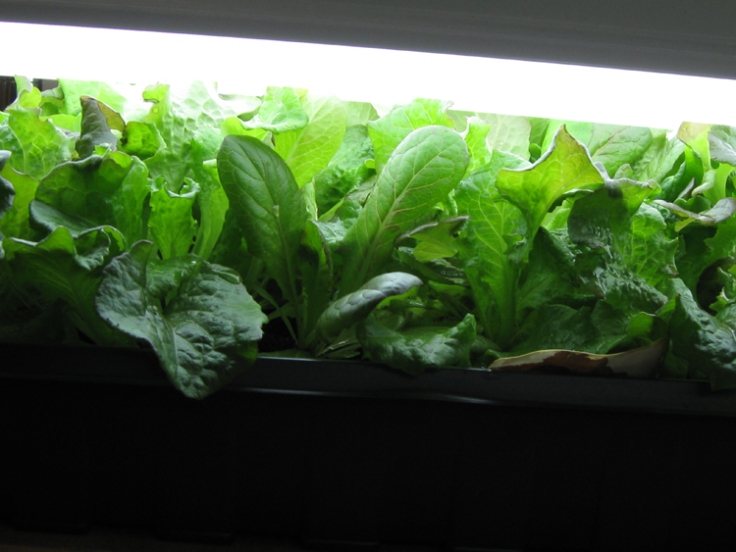 Baby lettuce greens grown under flourescent lights in our office.