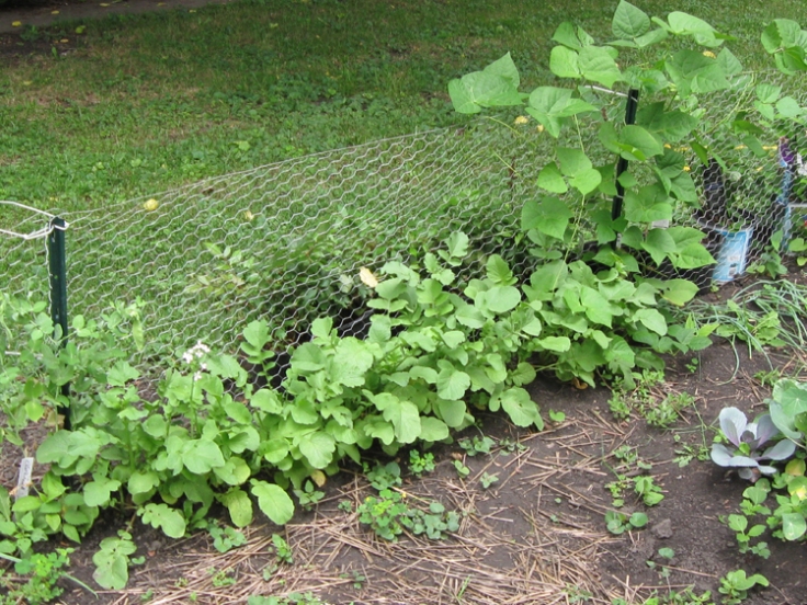 A row of fall radishes along the rabbit fence and also beans climbing same fence.