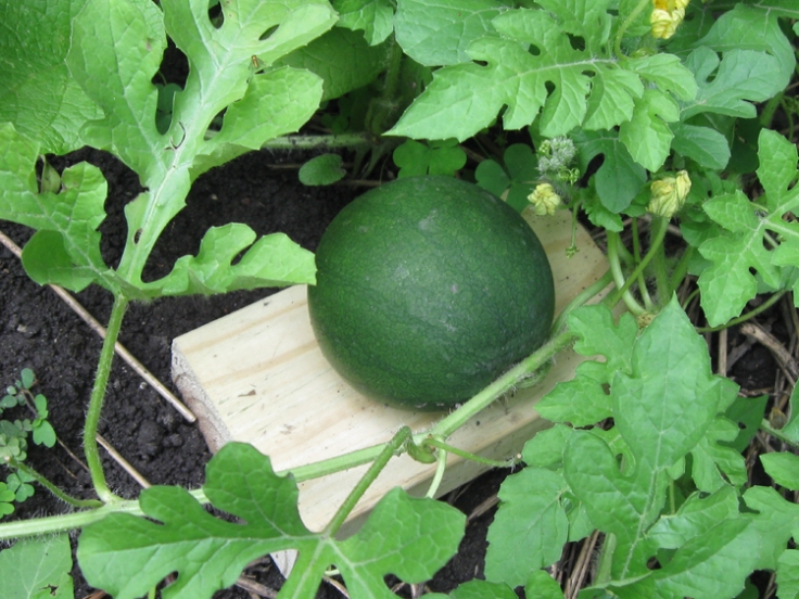 Finally, a watermelon. Only fist sized for now but I'm hopeful. There are lots of Barbi sized watermelons on teh vine. Got my blocks of wood ready for them.