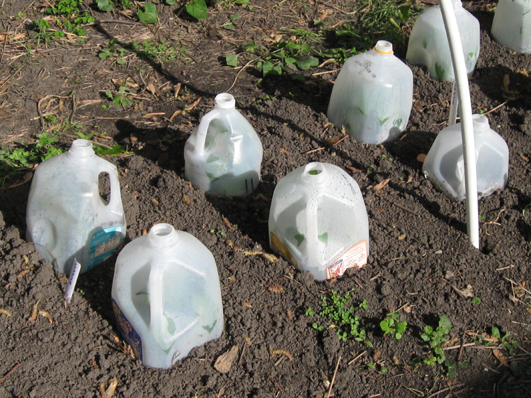 Totally Ugly Yet Cheap Cloches To Keep Frost Off Your Lovelies
